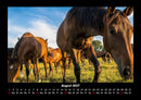 Pferdegeflüster Fotokalender 2027 - 8