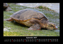Schildkrötenzauber Fotokalender 2027 - 9