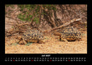 Schildkrötenzauber Fotokalender 2027 - 7