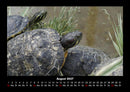 Schildkrötenzauber Fotokalender 2027 - 8