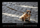 Welt der Tiere Fotokalender 2027 - 9