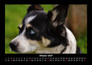 Welt der Tiere Fotokalender 2027 - 10