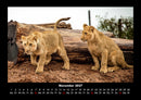 Welt der Tiere Fotokalender 2027 - 11