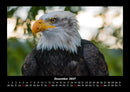 Welt der Tiere Fotokalender 2027 - 12