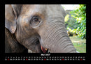 Welt der Tiere Fotokalender 2027 - 5