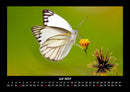 Welt der Tiere Fotokalender 2027 - 7