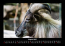 Welt der Tiere Fotokalender 2027 - 8