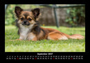 Hundezauber Fotokalender 2027 - 9