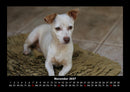 Hundezauber Fotokalender 2027 - 11