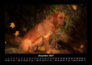 Hundezauber Fotokalender 2027 - 12