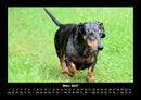 Hundezauber Fotokalender 2027 - 3