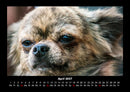Hundezauber Fotokalender 2027 - 4