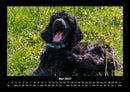 Hundezauber Fotokalender 2027 - 5