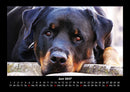 Hundezauber Fotokalender 2027 - 6