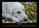 Hundezauber Fotokalender 2027 - 7