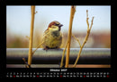 Waldbewohner Fotokalender 2027 - 10