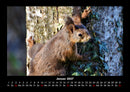 Waldbewohner Fotokalender 2027 - 1