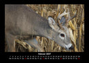 Waldbewohner Fotokalender 2027 - 2