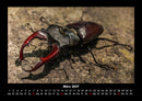 Waldbewohner Fotokalender 2027 - 3