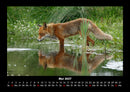 Waldbewohner Fotokalender 2027 - 5