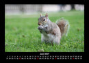 Waldbewohner Fotokalender 2027 - 6