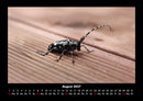 Waldbewohner Fotokalender 2027 - 8