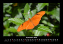 Bunte Pracht der Schmetterlinge Fotokalender 2027 - 9