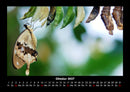 Bunte Pracht der Schmetterlinge Fotokalender 2027 - 10