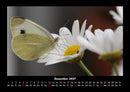 Bunte Pracht der Schmetterlinge Fotokalender 2027 - 12