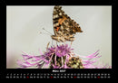Bunte Pracht der Schmetterlinge Fotokalender 2027 - 3