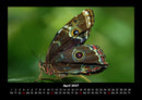 Bunte Pracht der Schmetterlinge Fotokalender 2027 - 4