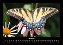 Bunte Pracht der Schmetterlinge Fotokalender 2027 - 5