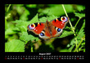 Bunte Pracht der Schmetterlinge Fotokalender 2027 - 8