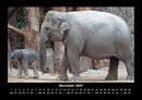 Elefanten - Die sanften Riesen Afrikas Fotokalender 2027 - 11