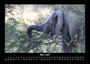 Elefanten - Die sanften Riesen Afrikas Fotokalender 2027 - 3