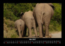 Elefanten - Die sanften Riesen Afrikas Fotokalender 2027 - 5