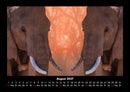 Elefanten - Die sanften Riesen Afrikas Fotokalender 2027 - 8