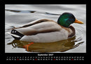 Enten Fotokalender 2027 - 9