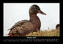 Enten Fotokalender 2027 - 10