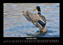 Enten Fotokalender 2027 - 12