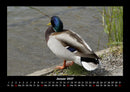 Enten Fotokalender 2027 - 1