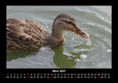 Enten Fotokalender 2027 - 3