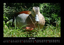 Enten Fotokalender 2027 - 7