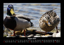 Enten Fotokalender 2027 - 8