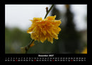 Blumenzauber Fotokalender 2027 - 12