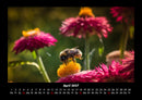 Blumenzauber Fotokalender 2027 - 4