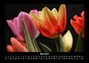 Blumenzauber Fotokalender 2027 - 5