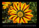 Blumenzauber Fotokalender 2027 - 6