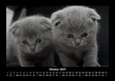 Für Katzenfreunde Fotokalender 2027 - 10
