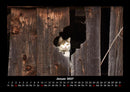 Für Katzenfreunde Fotokalender 2027 - 1